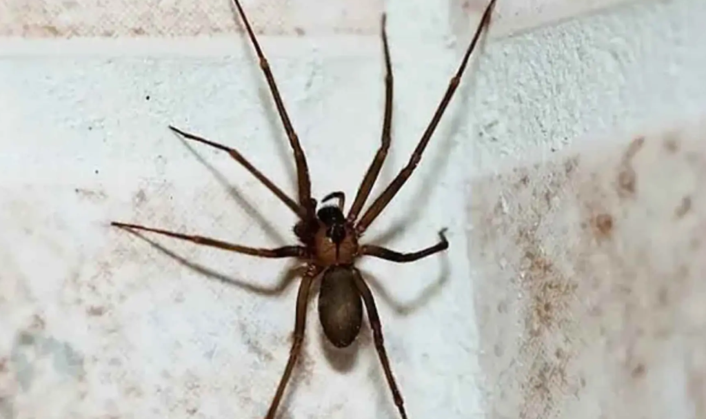 araña