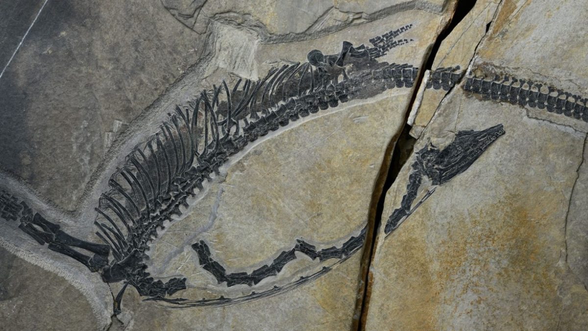 Científicos descubren un reptil de 245 millones de años con sus órganos aún conservados