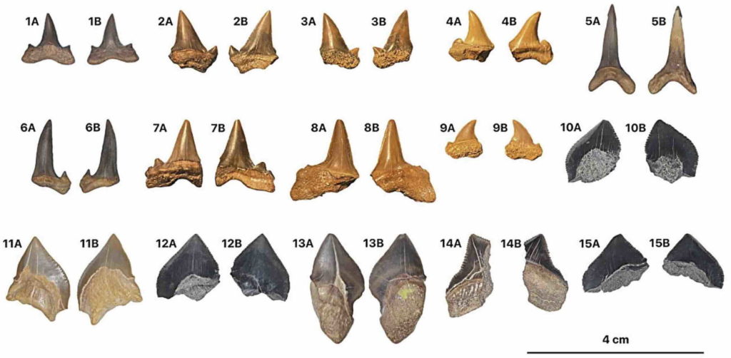 Cinco nuevas especies de tiburón descubiertas en los desiertos de Egipto