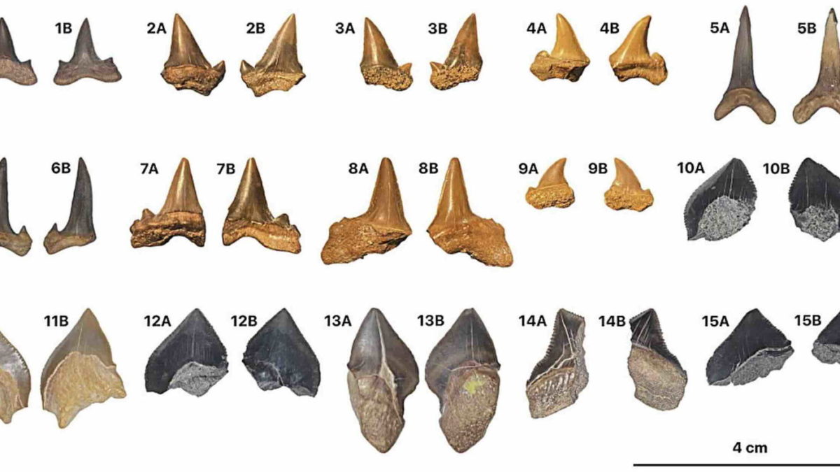 Cinco nuevas especies de tiburón descubiertas en los desiertos de Egipto