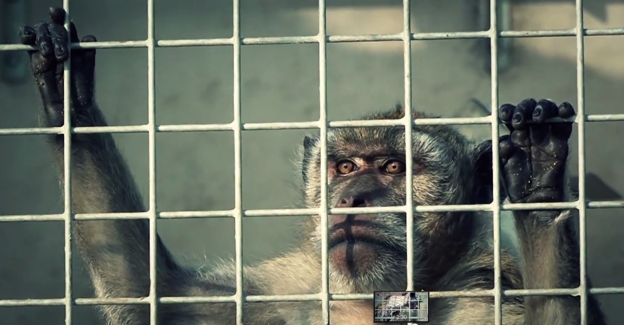 Un macaco en una jaula. CER