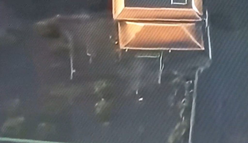 Una animal en una casa evacuada en La Palma. La Sexta