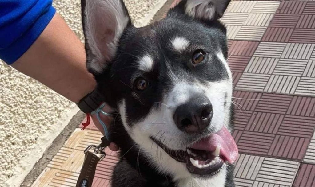Decenas de personas quieren acoger al perrito Thor. DA