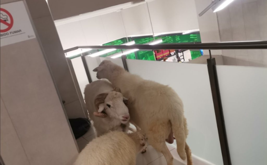 Va a comprar en un Mercadona de Canarias y se encuentra con un carnero y 2 ovejas
