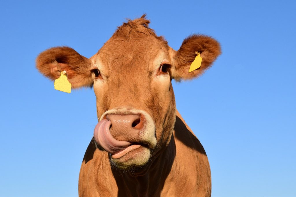 Multan a una vaca por mugir "muy alto"