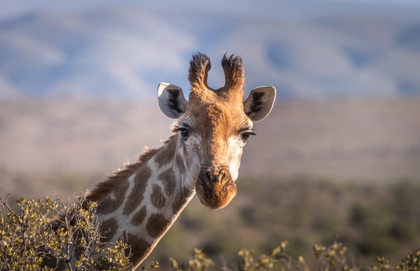 Una jirafa mató a un bebé en Sudáfrica: su madre está en estado crítico
