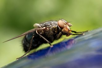 Canarias se llena de moscas: ¿por qué están por todos lados?