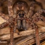 Sorprendida por una terrorífica araña en Tenerife: "Vacié todo el espray en ella"