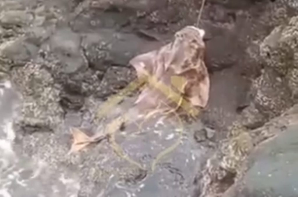 Pescan ilegalmente un angelote, un tiburón "en estado crítico de extinción"
