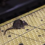 Buscan a alguien con "instinto asesino" para exterminar millones de ratas: pagan 161.000 euros