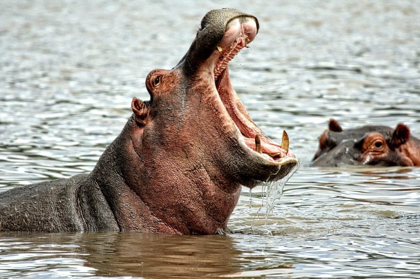 Un hipopótamo se traga a niño de 2 años y lo escupe aún con vida