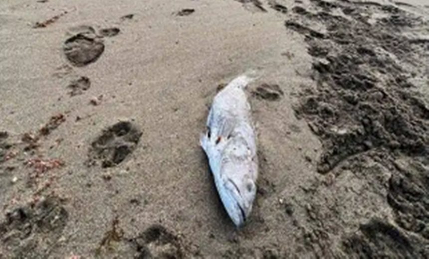 Aparecen miles de peces muertos en una playa de Tenerife