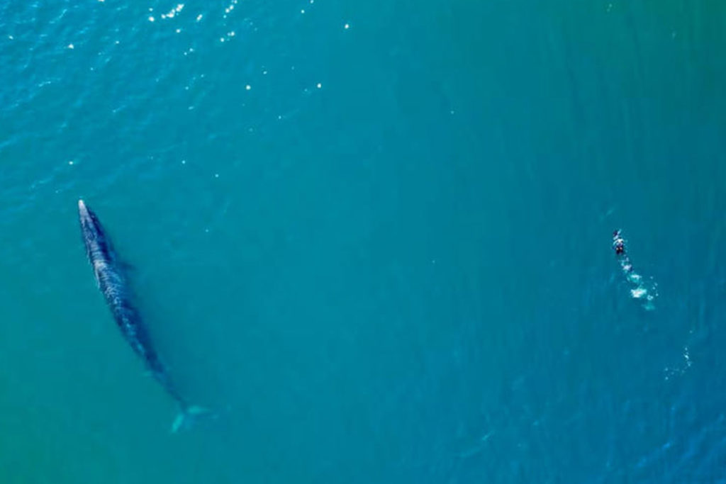 Ballena descubierta ciencia