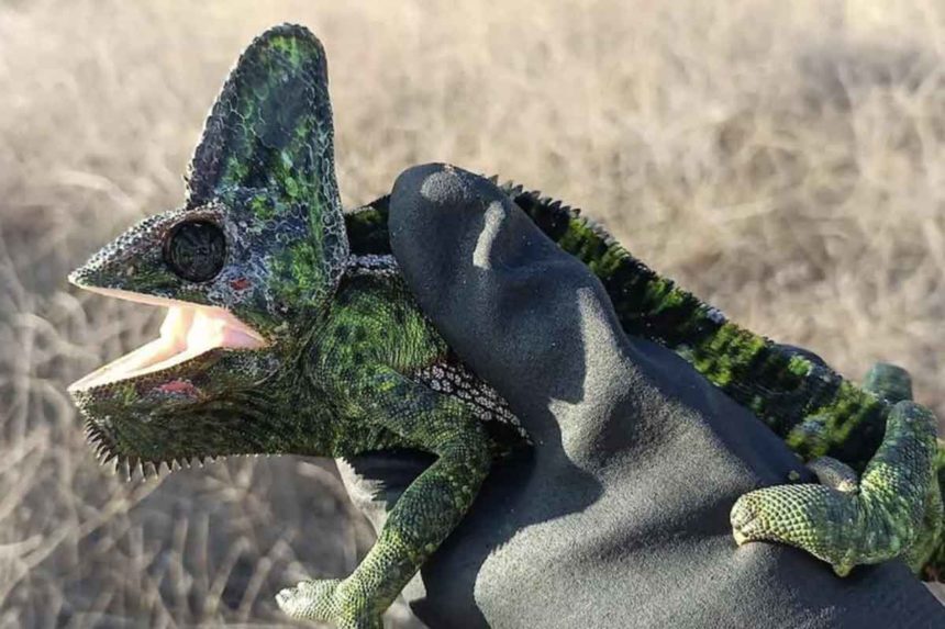 Especies invasoras Gran Canaria