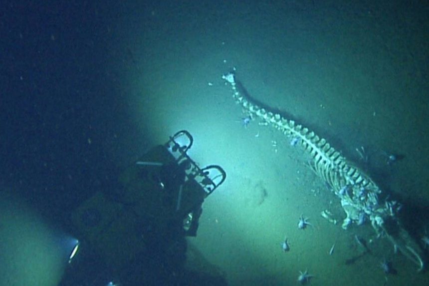 descubrimiento científicos océanos