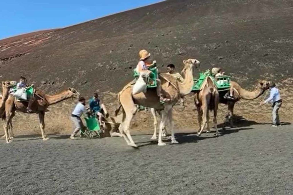 lanzarote camellos canarias