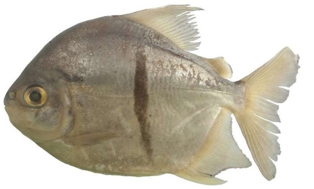 Descubren una nueva especie de piraña con una característica única y sorprendente