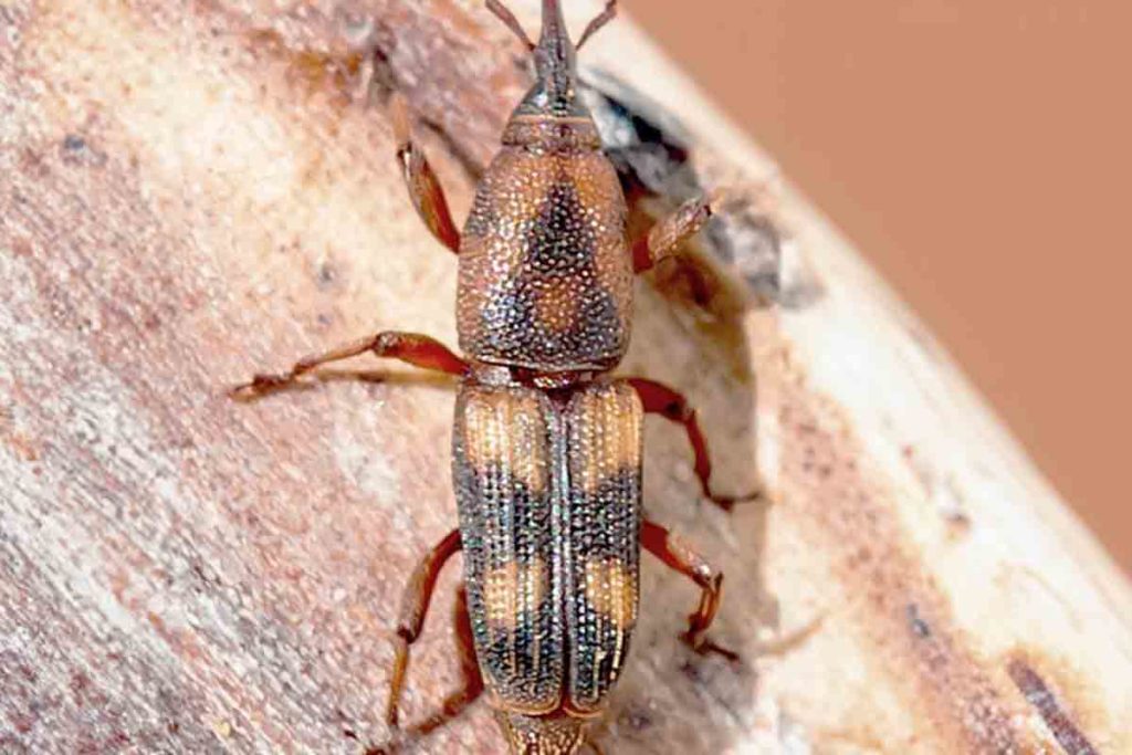 plaga canarias invasora