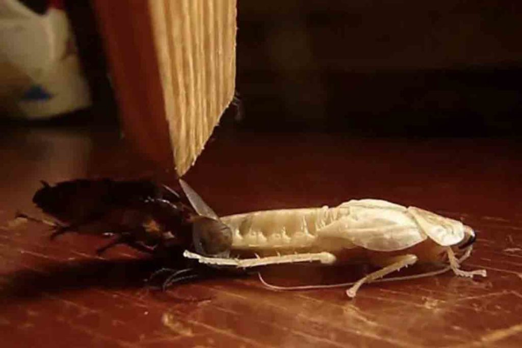 cucaracha blanca