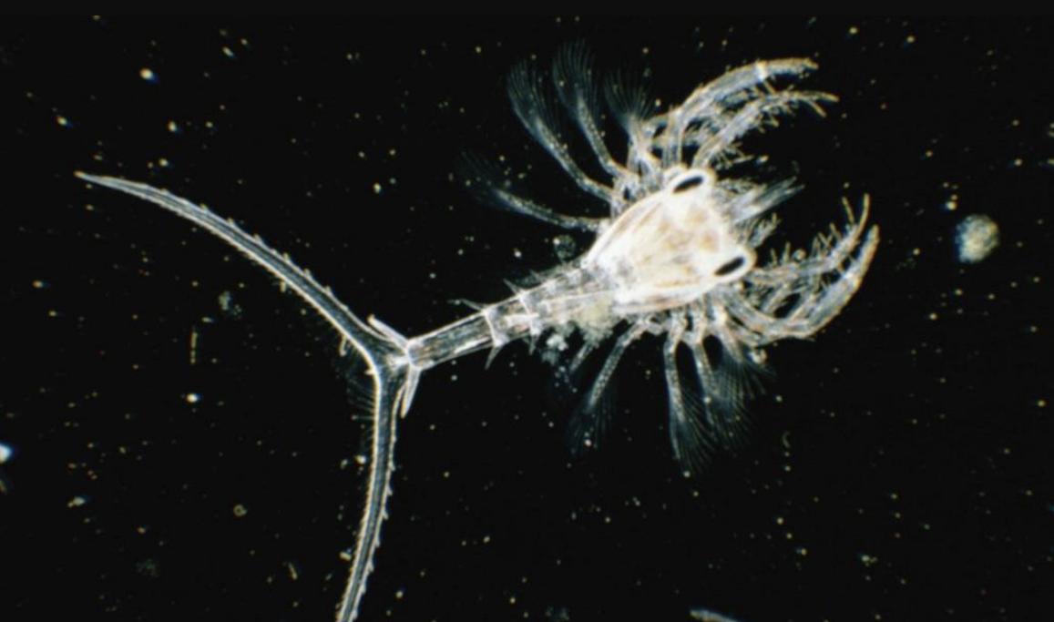 investigadores océanos ciencia