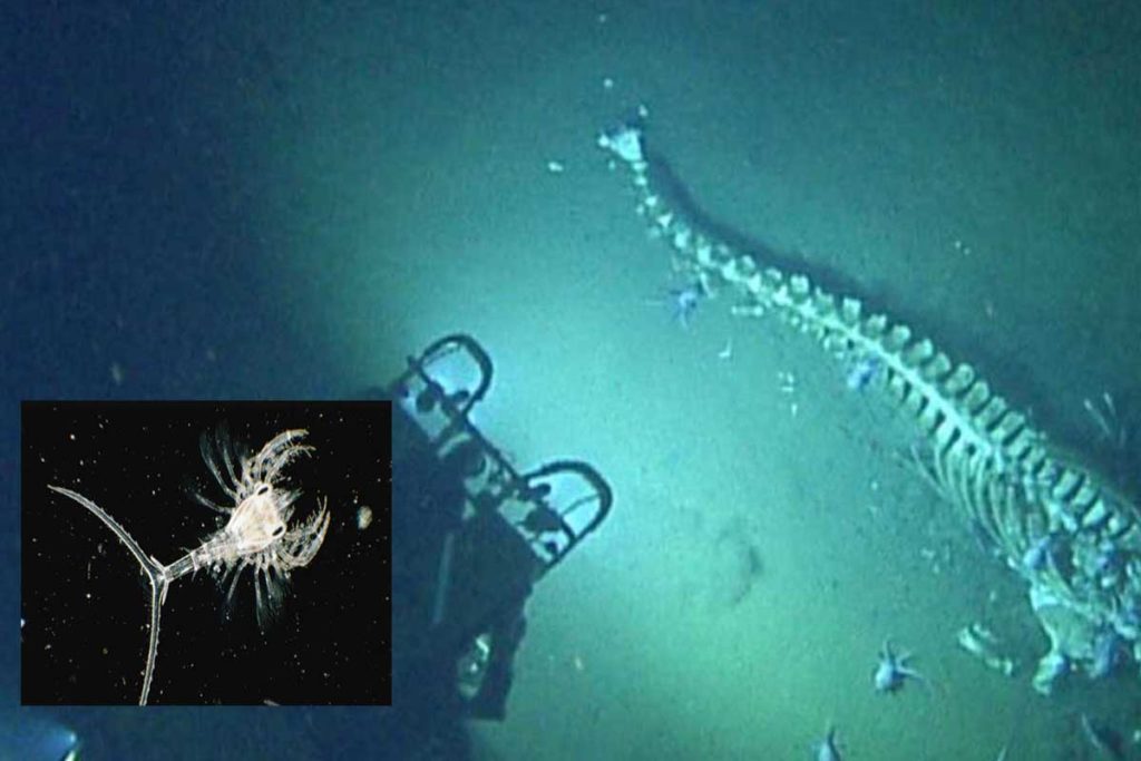 Descubrimiento de científicos e investigadores océano