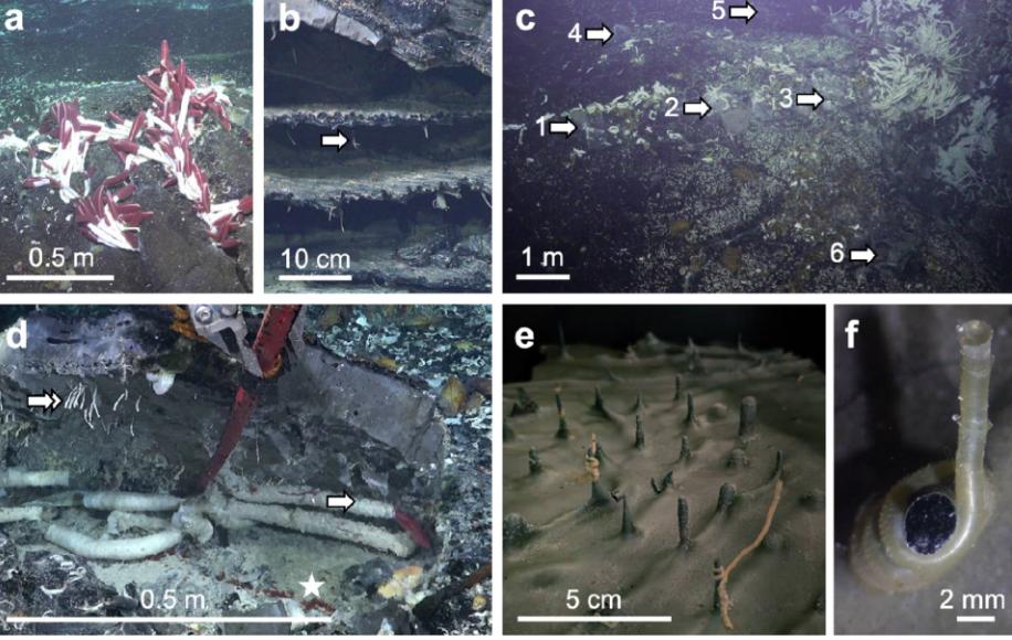Científicos investigadores descubrimiento océano