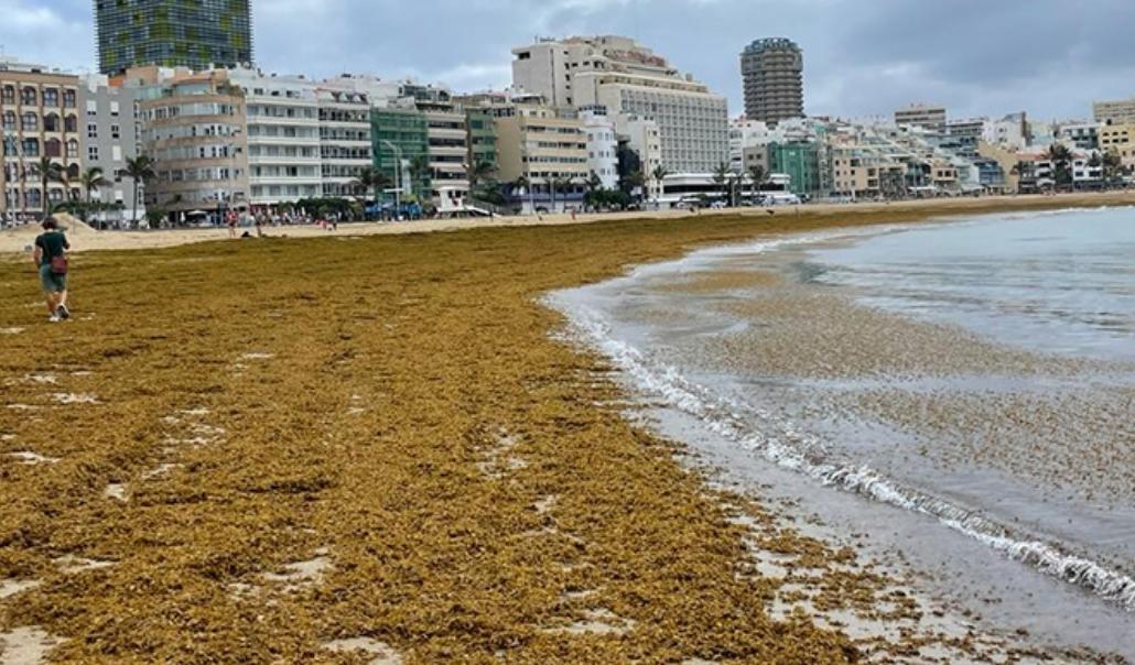 Sargazo en la playa de las Canteras, Gran Canaria, Canarias