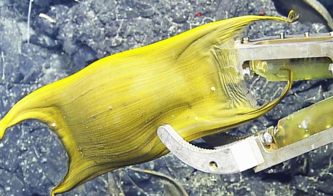 científicos investigadores descubrimiento océano