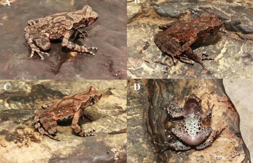 Los investigadores y científicos descubrieron la nueva especie posada sobre rocas en arroyos de montaña a elevaciones de aproximadamente 2.000 pies.