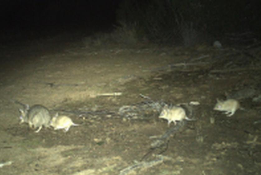 La presencia de bandicuts juveniles indica que su población está creciendo y es capaz de mantenerse, dijeron los expertos.