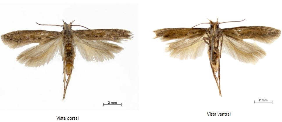 El adulto de la polilla de la patata es una pequeña mariposa de 7 a 9 milímetros de longitud, las alas son grises con manchas negras y terminan con flecos que ataca la papa en Canarias