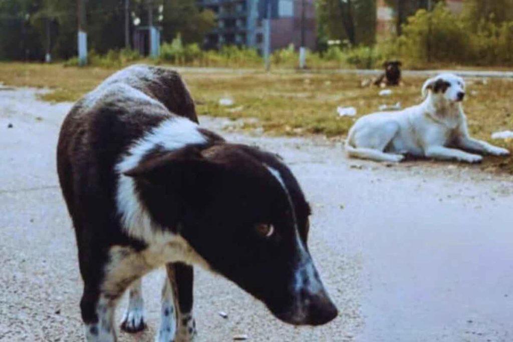 chernobyl científicos perros