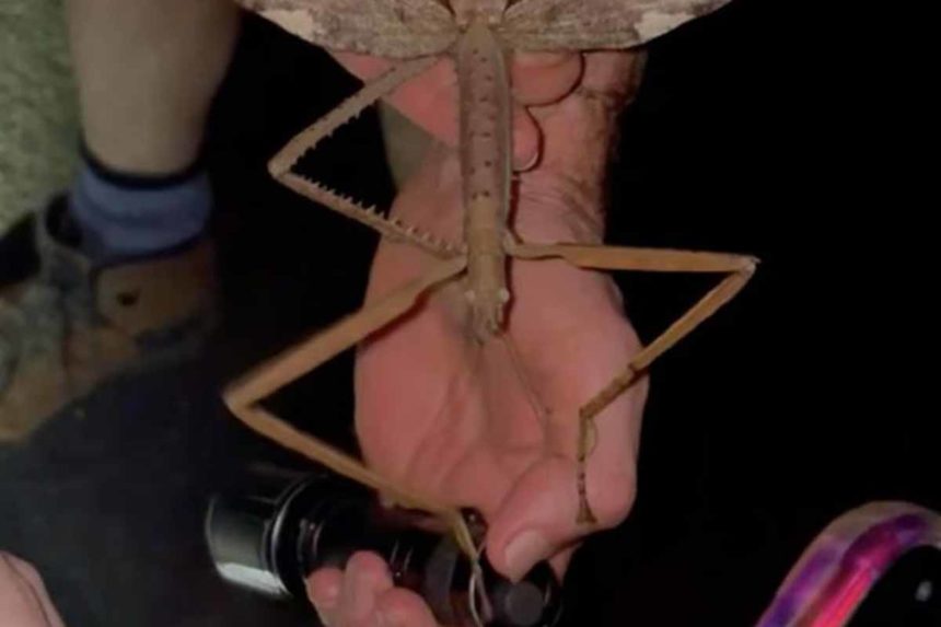 Insecto descubrimiento científicos ciencia