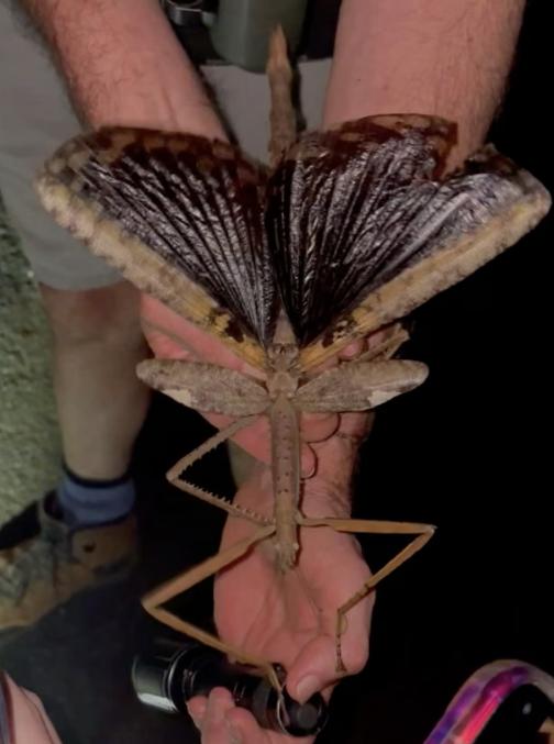 Acrophylla alta descubierta por los científicos