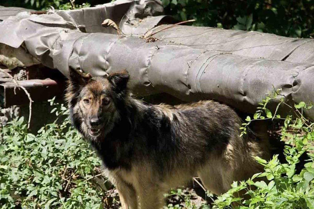 Perros Chernóbil científicos descubrimiento
