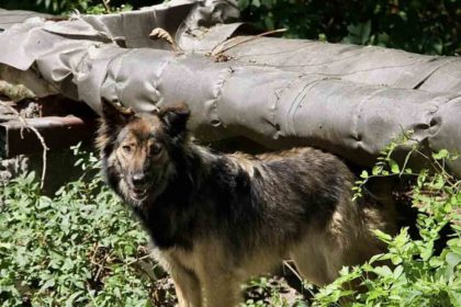 Perros Chernóbil científicos descubrimiento