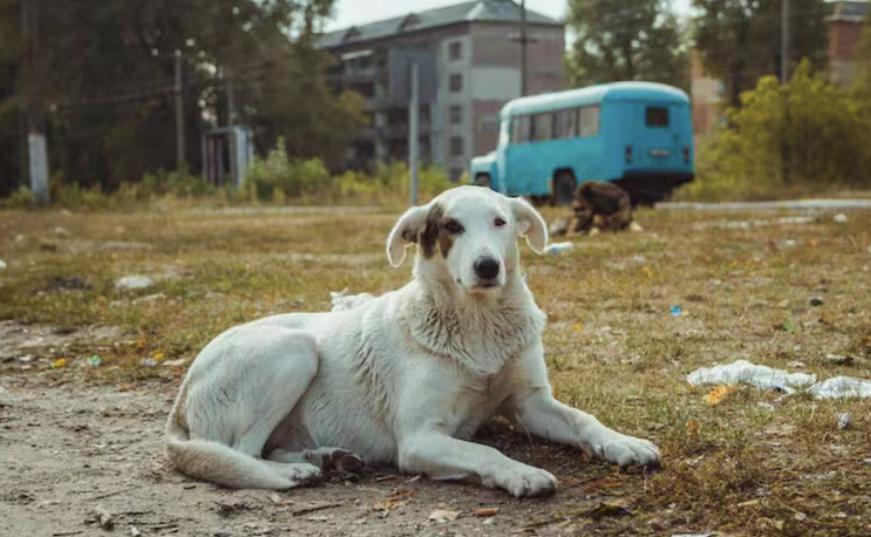 Perros de Chernóbil científicos