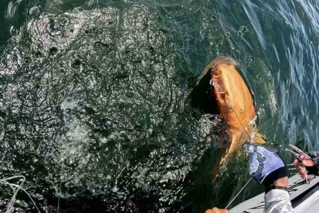 Tiburón descubierto por los científicos