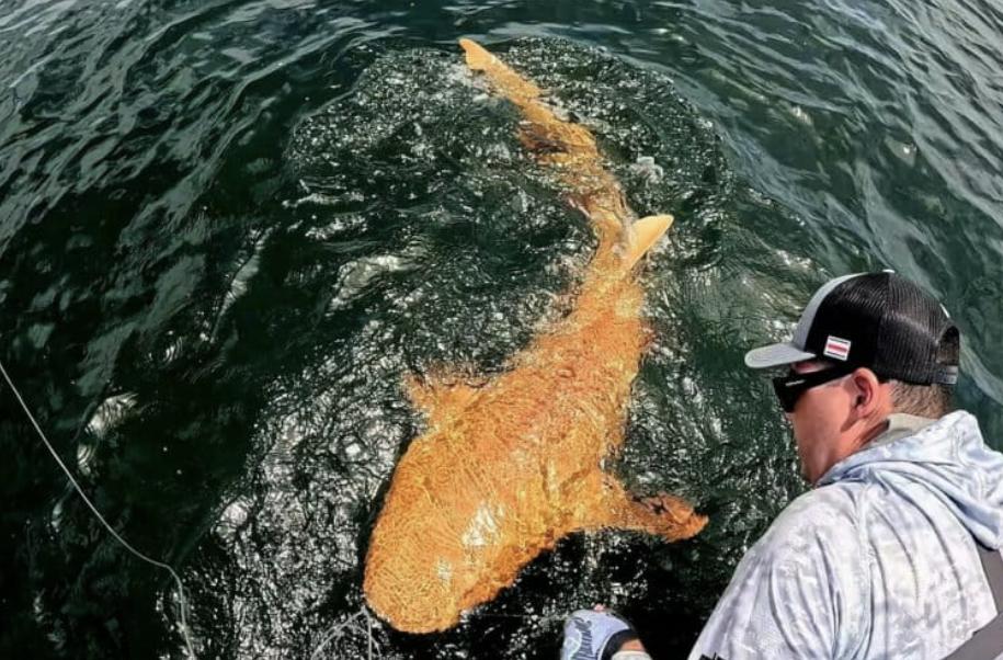 Tiburón descubierto por los científicos