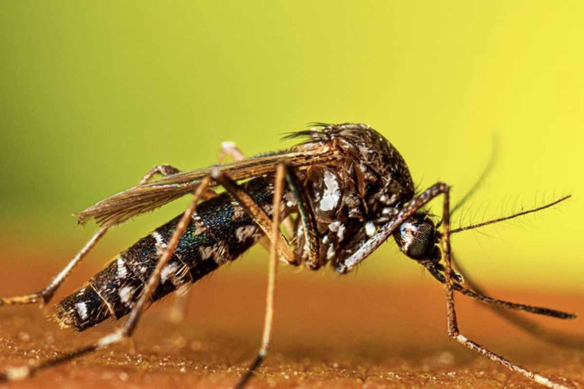 Mosquito Tigre Canarias