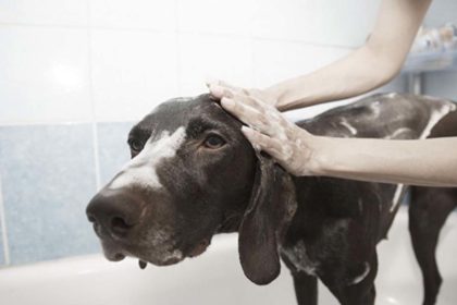 Mascotas consejos veterinarios - CER