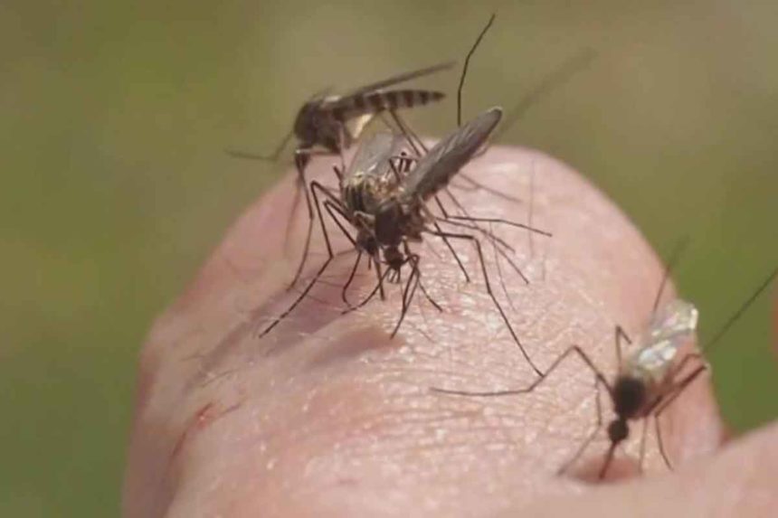 Ejemplar de mosquito Aedes aegypti en Canarias - CER