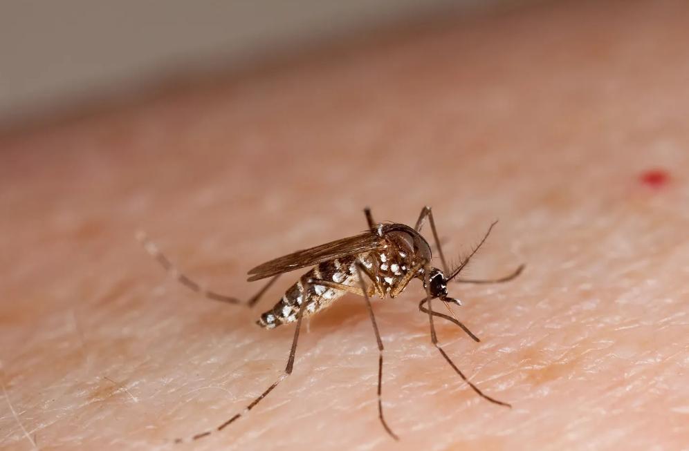 Ejemplar de mosquito Aedes albopictus en Canarias - CER
