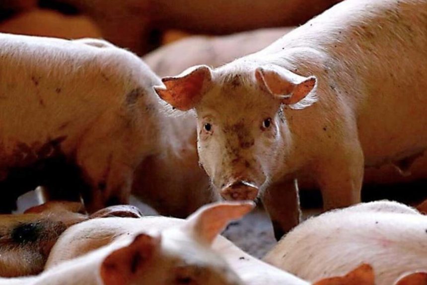 Peste porcina africana - CER