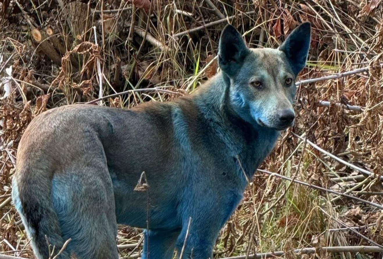 Un lobo gris en un bosque cercano a la zona de exclusión de Chernóbil.