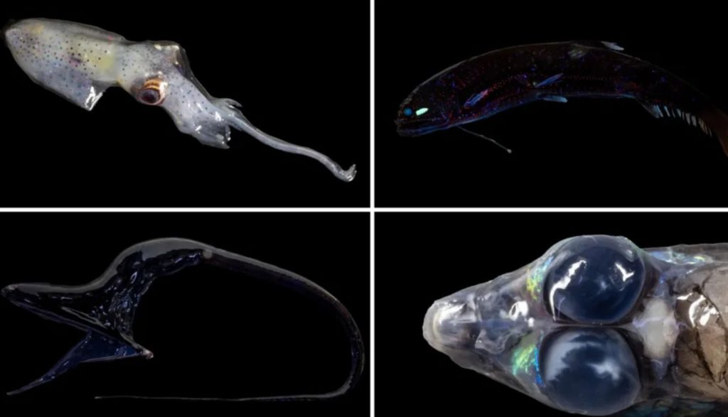 Collage de las 24 nuevas especies de anfípodos descubiertas en la Zona Clarion-Clipperton del océano Pacífico a más de 4.000 metros de profundidad