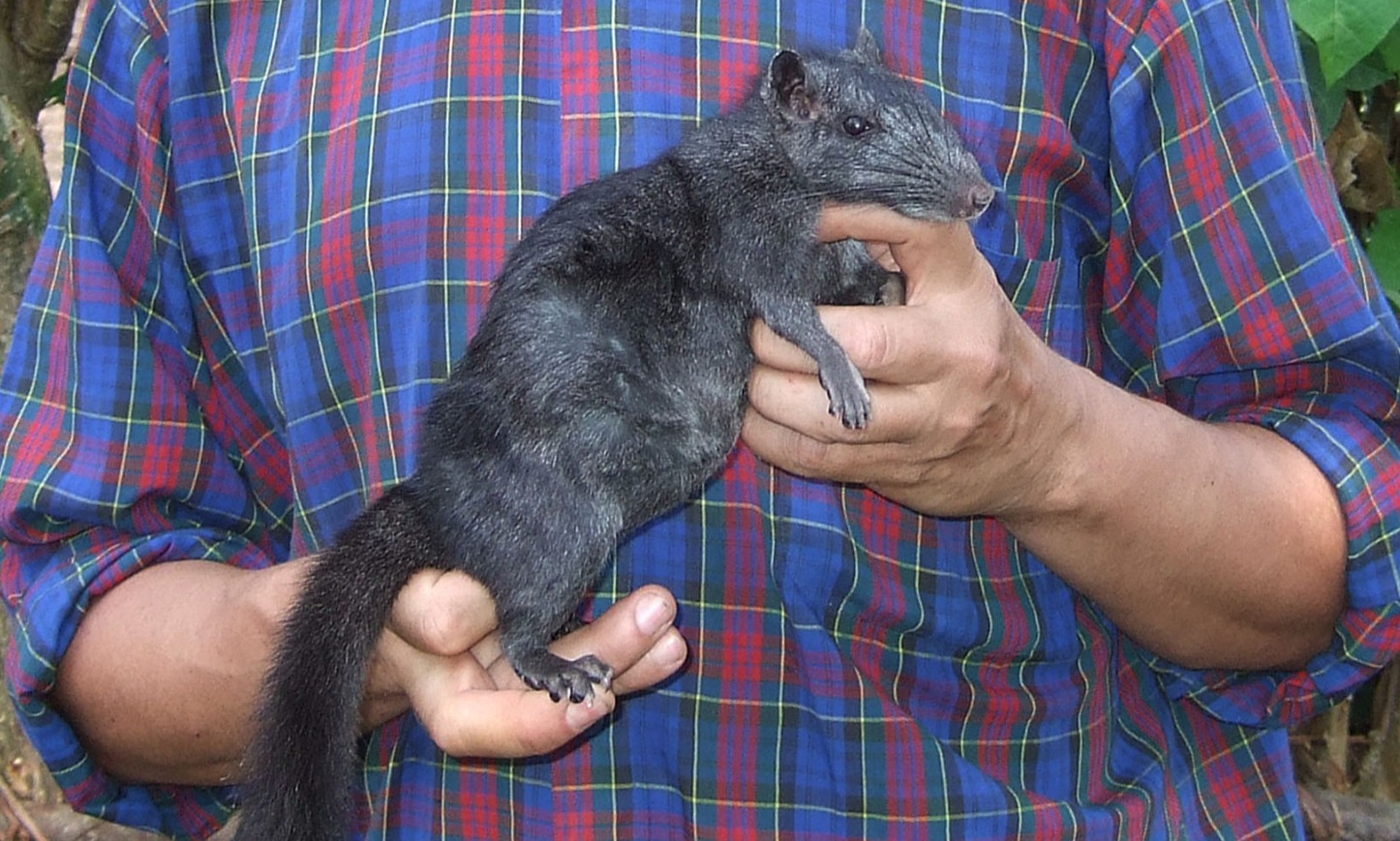 La rata de roca laosiana (Laonastes aenigmamus), el único superviviente conocido de la familia Diatomyidae, extinta hace 11 millones de años.