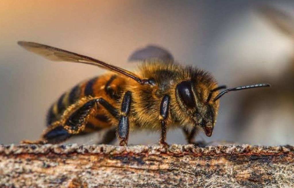 Identifican tres especies de abejas nuevas en Canarias y elevan a 146 el total registrado: el catálogo que actualiza tres décadas de conocimiento