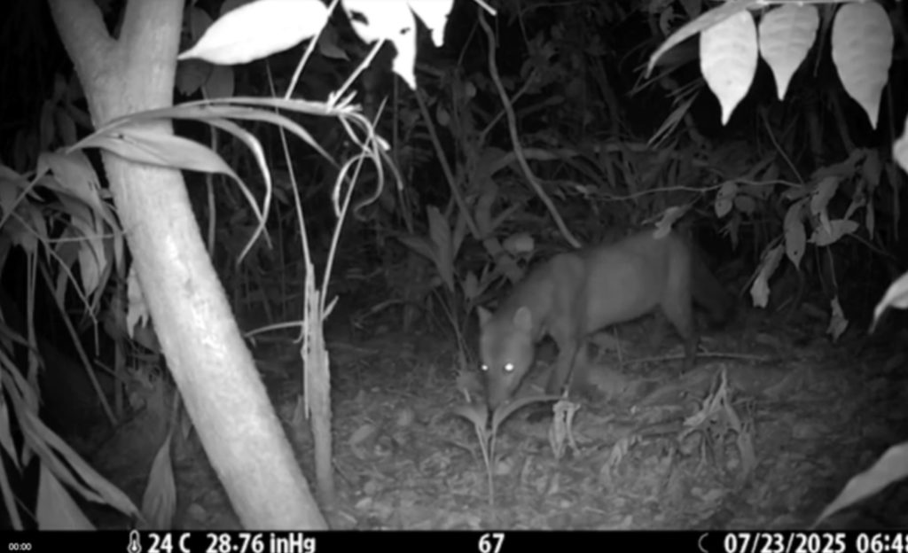 Sus patas son únicas en el mundo y casi nadie lo había visto: el animal del Amazonas que acaba de salir del anonimato