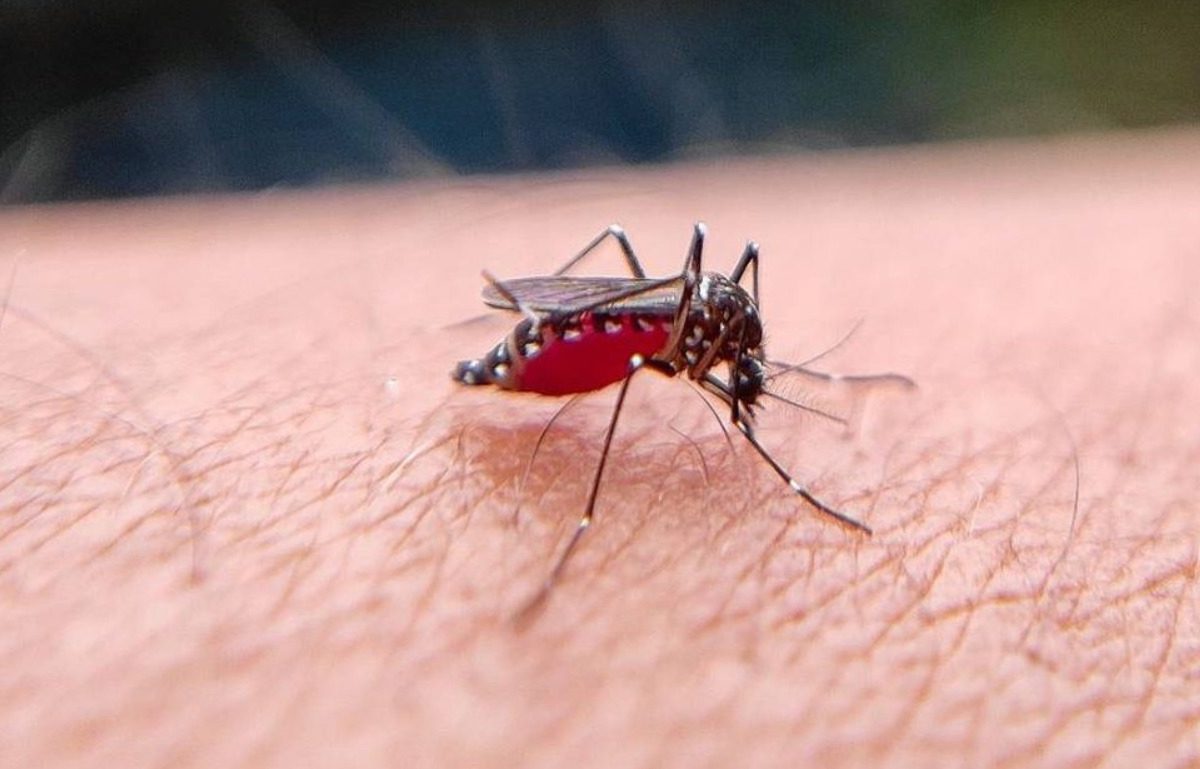 Virus del Nilo en Canarias